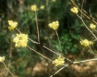sassafras flower.jpg